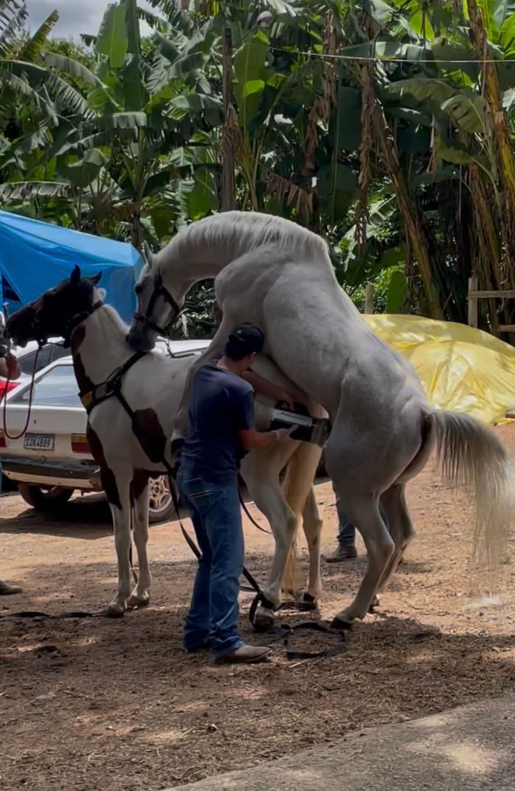 Manejo Reprodutivo
