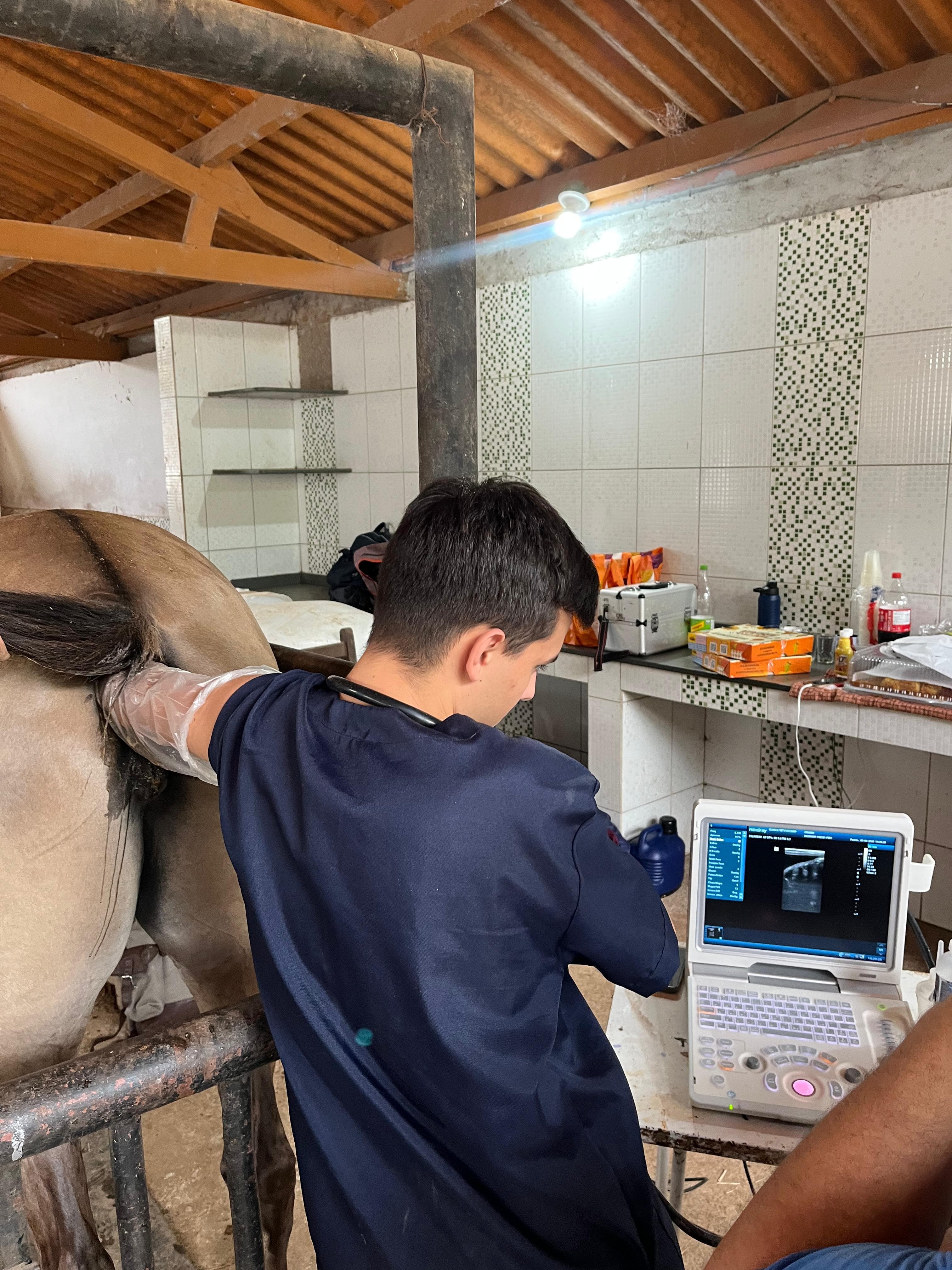 Veterinário realizando ultrassom reprodutivo